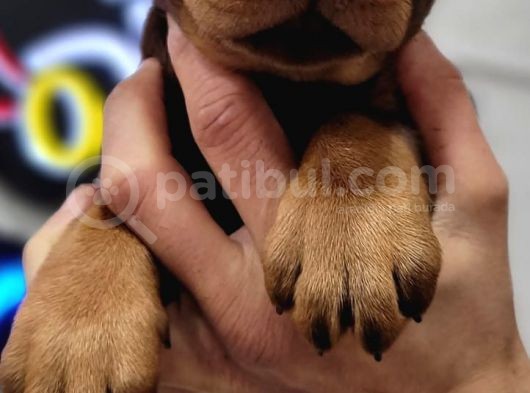 %100 Irk Garanti̇li̇ Doberman Yavrularimiz görsel