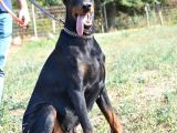 %100 IRK GARANTİLİ DOBERMAN YAVRULARIMIZ