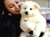 %100 Irk Garanti̇li̇ Samoyed Yavrularimi