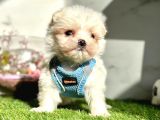Maltese Mini Sevimli Yavrular