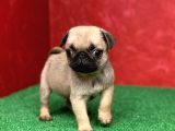 Orjinal Basık Burun Gül Kuyruk Pug Yavrular