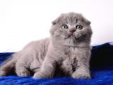 Eşsi̇z Kali̇tede Gri̇ Scottish Fold