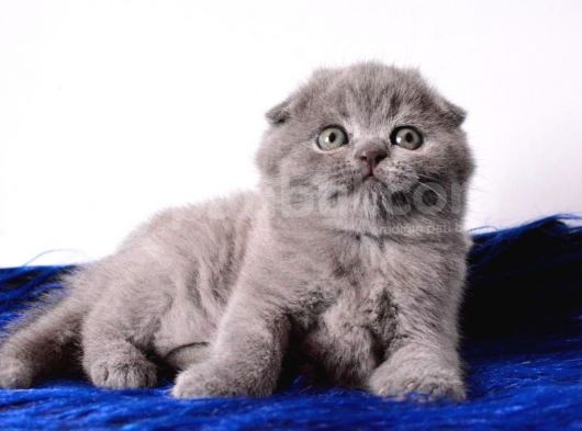 Eşsi̇z Kali̇tede Gri̇ Scottish Fold görsel