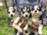 Mavi Gözlü Husky Yavrularım Sağlık Ve Irk Garantilidir