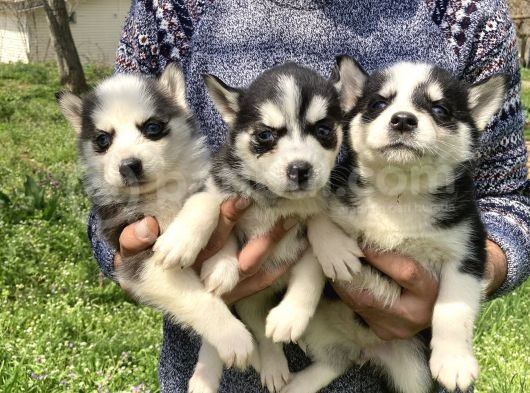 Mavi Gözlü Husky Yavrularım Sağlık Ve Irk Garantilidir görsel
