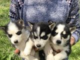 Mavi Gözlü Husky Yavrularım Sağlık Ve Irk Garantilidir