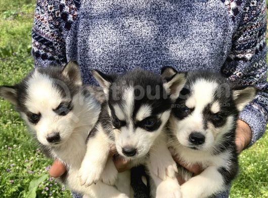 Mavi Gözlü Husky Yavrularım Sağlık Ve Irk Garantilidir görsel