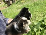 Mavi Gözlü Husky Yavrularım Sağlık Ve Irk Garantilidir