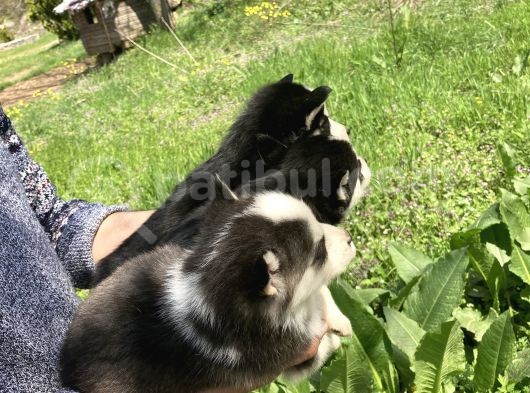 Mavi Gözlü Husky Yavrularım Sağlık Ve Irk Garantilidir görsel