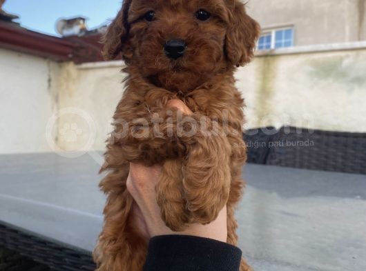 Ömür Boyu Irk Garantili Ev Doğumlu Poodle Bebekler görsel