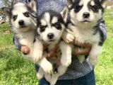 Mavi Gözlü Husky Yavrularım Sağlık Ve Irk Garantilidir