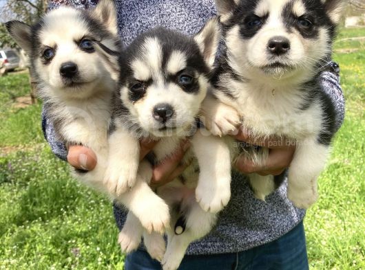 Mavi Gözlü Husky Yavrularım Sağlık Ve Irk Garantilidir görsel