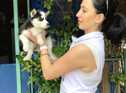 Mavi Gözlü Husky Yavrularım Sağlık Ve Irk Garantilidir görsel