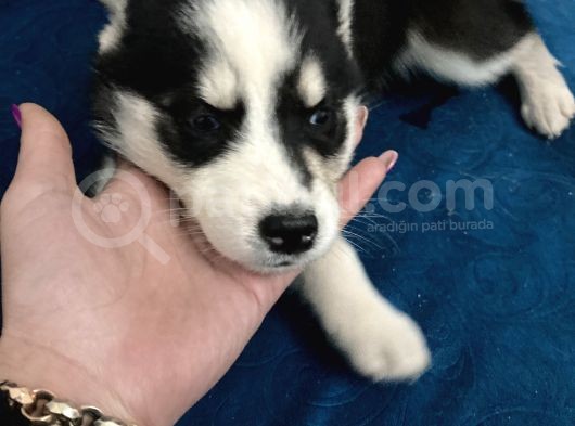 Mavi Gözlü Husky Yavrularım Sağlık Ve Irk Garantilidir görsel