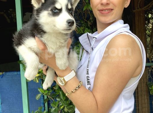 Mavi Gözlü Husky Yavrularım Sağlık Ve Irk Garantilidir görsel