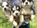 Mavi Gözlü Husky Yavrularım Sağlık Ve Irk Garantilidir