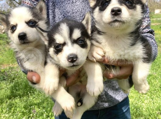 Mavi Gözlü Husky Yavrularım Sağlık Ve Irk Garantilidir görsel