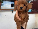 Ömür Boyu Irk Garantili Ev Doğumlu Poodle Bebekler