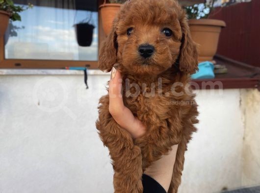 Ömür Boyu Irk Garantili Ev Doğumlu Poodle Bebekler görsel