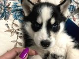 Mavi Gözlü Husky Yavrularım Sağlık Ve Irk Garantilidir