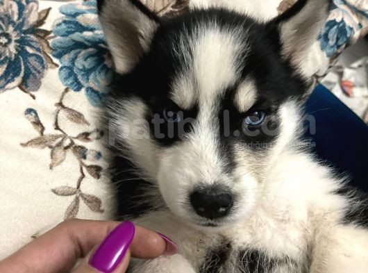 Mavi Gözlü Husky Yavrularım Sağlık Ve Irk Garantilidir görsel