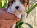 Biblo Bebek Cavalier