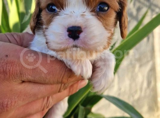 Biblo Bebek Cavalier görsel
