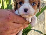 Biblo Bebek Cavalier