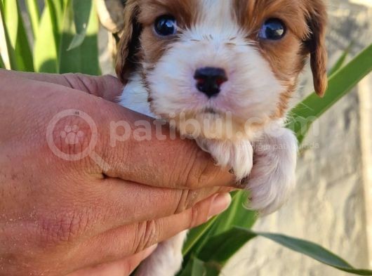 Biblo Bebek Cavalier görsel