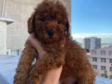 %100 Safkan Red Brown Toy Poodle Yavrular