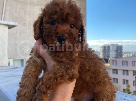 %100 Safkan Red Brown Toy Poodle Yavrular görsel