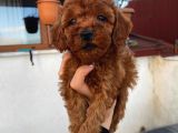 RED BROWN TOY POODLE YAVRULAR