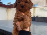 Tüy Dökmeyen Red Brown Toy Poodle Yavrular