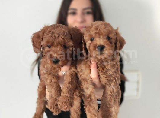 EN ZEKİ 2. IRK TADINDAN YENMEYEN TOY POODLE