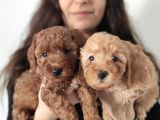 En Zeki̇ 2. Irk Tadindan Yenmeyen Toy Poodle