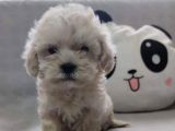 Evinizin Yeni Üyesi Maltipoo Yavrum
