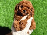 Mini Boy Red Disi Erkek Bebekler