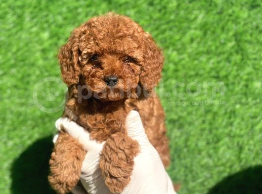 Mini Boy Red Disi Erkek Bebekler görsel