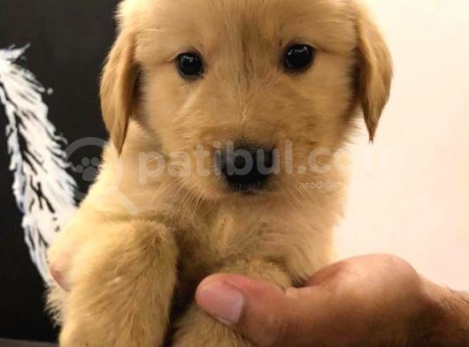 Kali̇teli̇ Golden Retri̇ever Yavrulari görsel