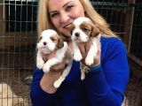 Şirin Sevimli Cavalier King Charles Yavrularımız