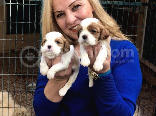 Şirin Sevimli Cavalier King Charles Yavrularımız görsel