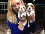 Şirin Sevimli Cavalier King Charles Yavrularımız