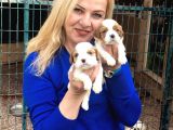 Şirin Sevimli Cavalier King Charles Yavrularımız