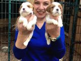 Şirin Sevimli Cavalier King Charles Yavrularımız