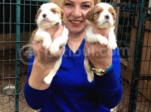 Şirin Sevimli Cavalier King Charles Yavrularımız görsel