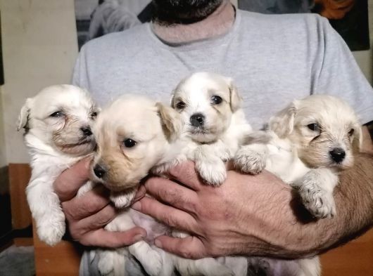 Muhteşem Maltipoo Anne Altından Rezerve Bebekler görsel