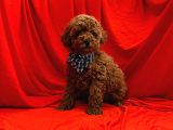 Safkan toy poodle yavrularımız