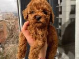 Irk Garantili Poodle Yavrularımız