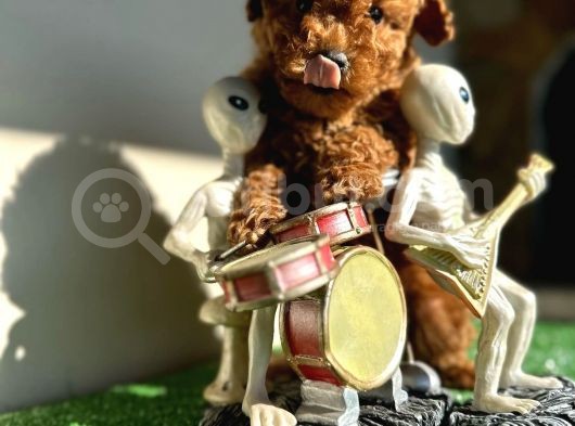 Toy Poodle Kahverengi Kırmızı Red Orjinal Safkan Garantili görsel