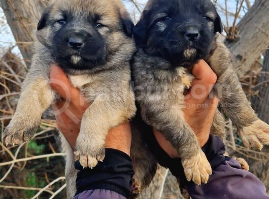 Kangal Yavrular